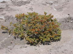 Tetraena fontanesii image