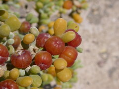 Tetraena fontanesii image