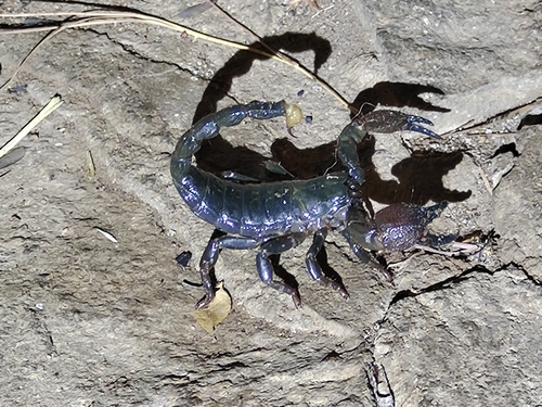 Pandinus ugandaensis
