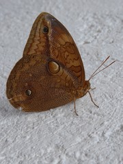 Opsiphanes boisduvallii