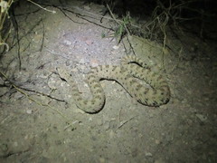 Crotalus cerastes cerastes