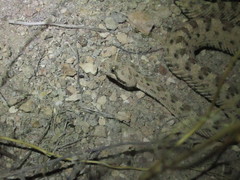 Crotalus cerastes cerastes