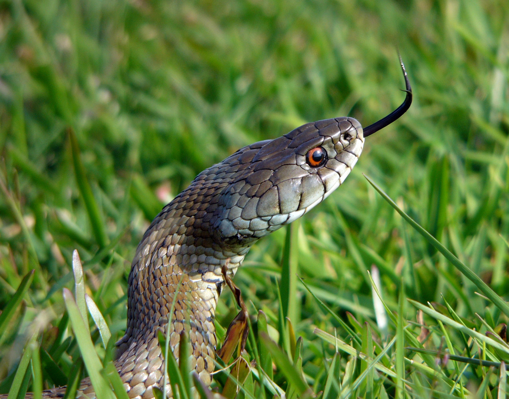 Iberian Grass Snake