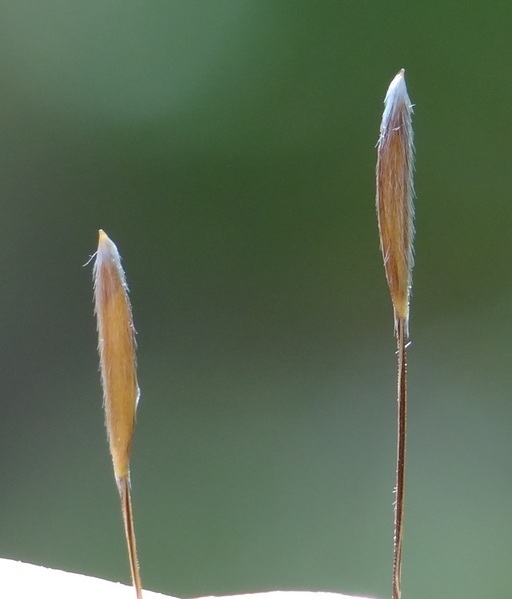 Foothill Needle Grass Flora Of The Jenner Headlands Preserve Monocots Ferns Fungi