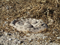 Crotalus cerastes cerastes