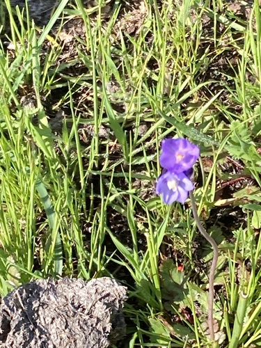 iNaturalist observation photo of blue dicks