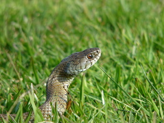 Natrix astreptophora
