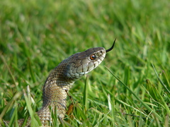 Natrix astreptophora