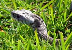 Natrix astreptophora