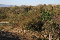 Senegalia ataxacantha