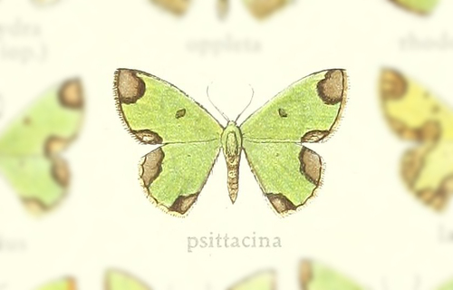 Chavarriella psittacina