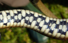 Natrix astreptophora