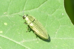 Agaeocera scintillans
