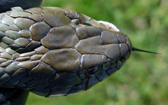 Natrix astreptophora