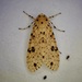 Lophocampa modesta - Photo (c) Jonathan Newman, some rights reserved (CC BY-NC), uploaded by Jonathan Newman