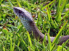 Natrix astreptophora