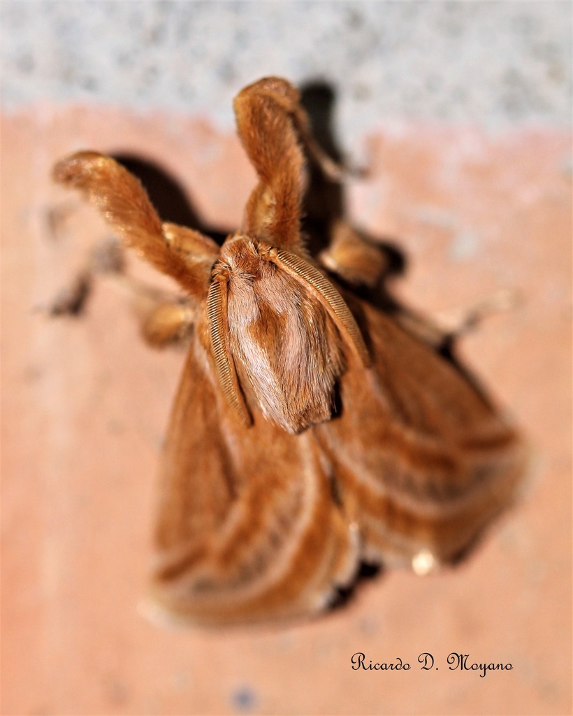 Perola cicur