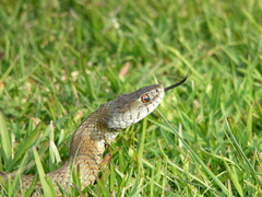 Natrix astreptophora
