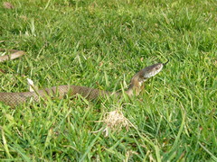 Natrix astreptophora