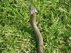 Natrix astreptophora