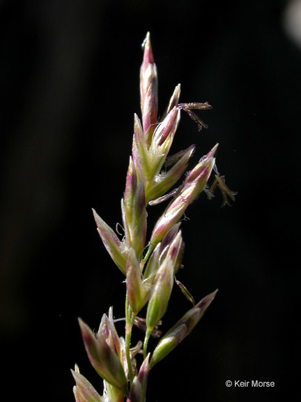 Poa tenerrima