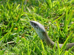 Natrix astreptophora