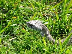 Natrix astreptophora