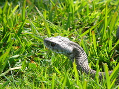 Natrix astreptophora