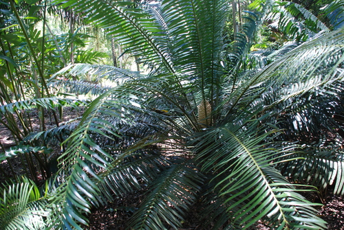 Image of Hope's Cycad (Lepidozamia hopei) by (c) Татьяна Максимова, some rights reserved (CC BY)