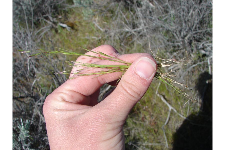 Brome fescue (VUBR) (OCTC Flora Guide) · iNaturalist