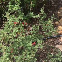 Salvia darcyi