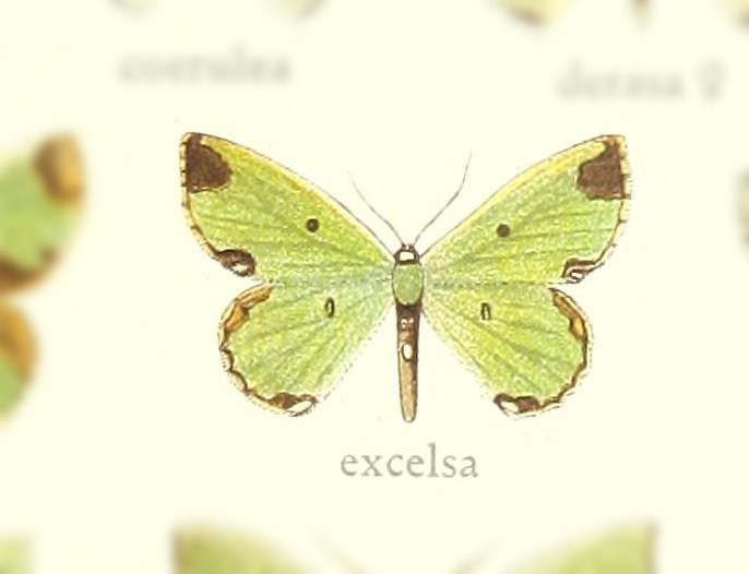 Chavarriella excelsa