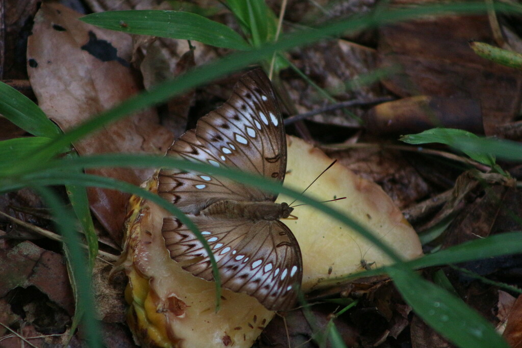 Bassarona teuta (Bassarona teuta)