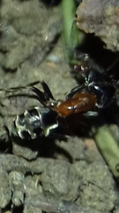 Liometopum microcephalum