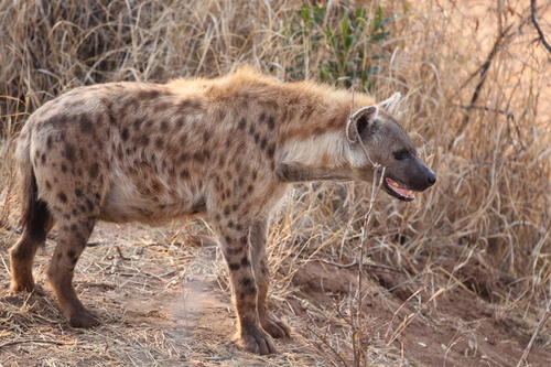 Spotted Hyena