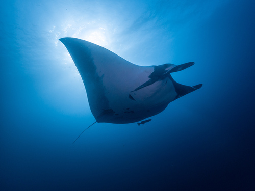 Mobula birostris