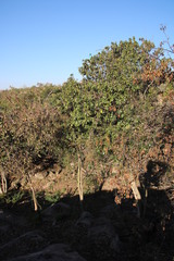 Englerophytum magalismontanum