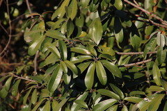 Englerophytum magalismontanum