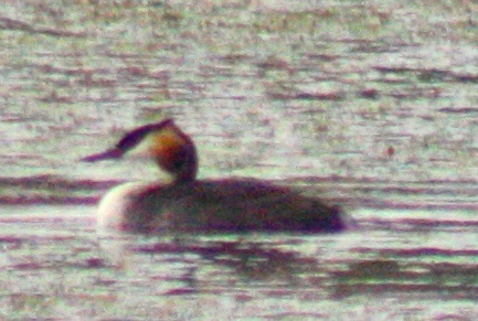 Podiceps cristatus