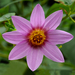 Dahlia tenuicaulis - Photo (c) James Gaither, some rights reserved (CC BY-NC-ND)