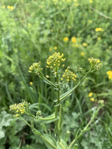 Neslia paniculata iNat (2)