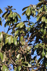 Englerophytum magalismontanum