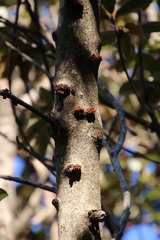 Englerophytum magalismontanum