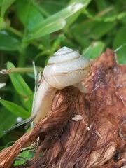 Bradybaena similaris image