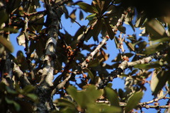 Englerophytum magalismontanum