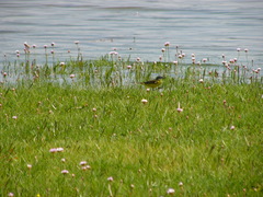 Motacilla flava iberiae