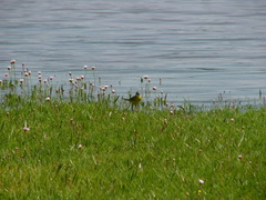 Motacilla flava iberiae