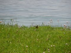 Motacilla flava iberiae