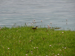 Motacilla flava iberiae