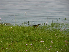 Motacilla flava iberiae